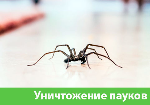 Избавиться от пауков в городе Воскресенск