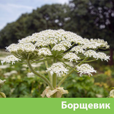 Борщевик в Воскресенске