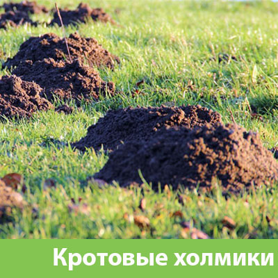 Кроты на участке в Воскресенске