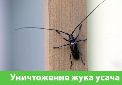 Обработка от жука усача в городе Воскресенск