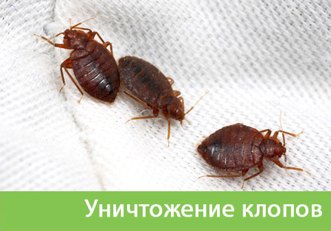 Уничтожение клопов в городе Воскресенск