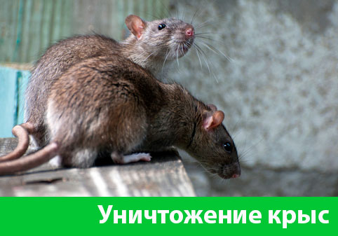 Уничтожение крыс в городе Воскресенск