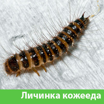 Личинка Кожееда в Воскресенске