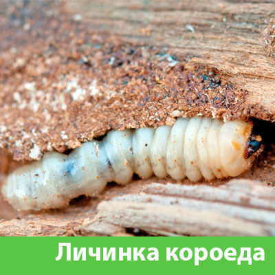 Уничтожение личинок короеда в Воскресенске