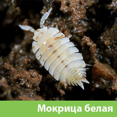 Мокрица в Воскресенске фото