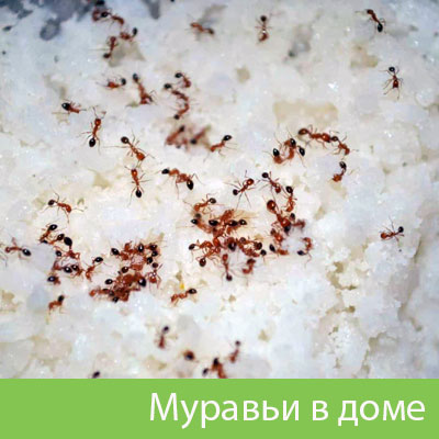 Муравьи в доме в Воскресенске