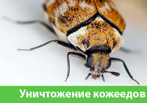 Обработка от кожееда в городе Воскресенск 