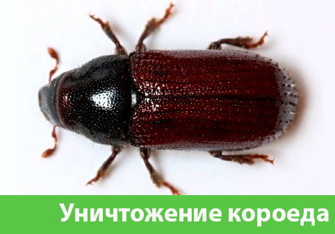 Обработка от древоточца в городе Воскресенск