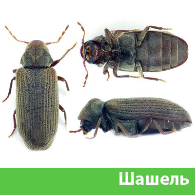 Обработка от шашеля в городе Воскресенск