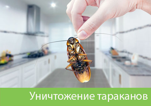 Уничтожение тараканов в городе Воскресенск