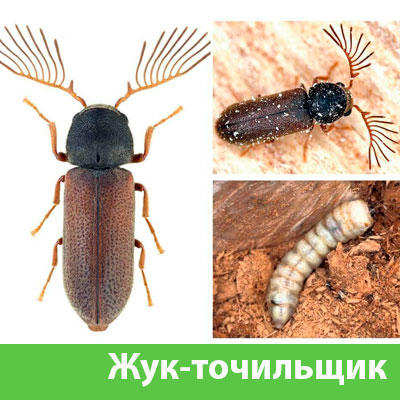 Уничтожение точильщика и личинок в Воскресенске