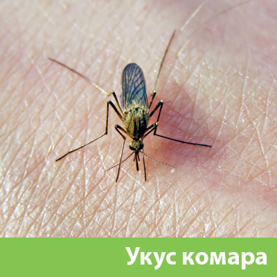 Укусы комаров в Воскресенске