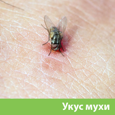 Уничтожение мух в Воскресенске