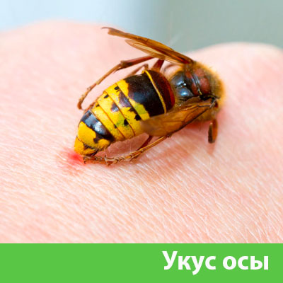Профессиональное уничтожение ос и шершней в Воскресенске