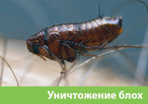 Уничтожение блох в городе Воскресенск