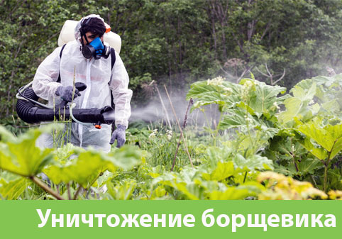 Уничтожение Борщевика в городе Воскресенск