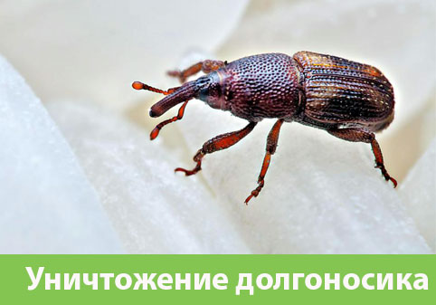 Уничтожение долгоносиков в городе Воскресенск