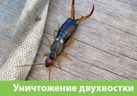 Уничтожение двухвостки в городе Воскресенск