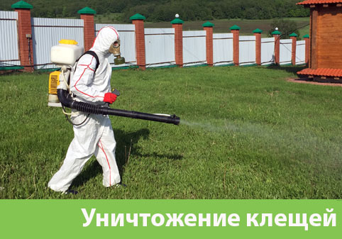 Уничтожение клещей в городе Воскресенск