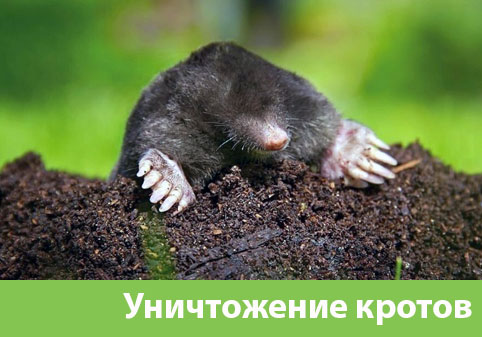 Уничтожение кротов в городе Воскресенск