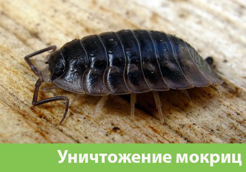 Мокрицы в квартире в городе Воскресенск