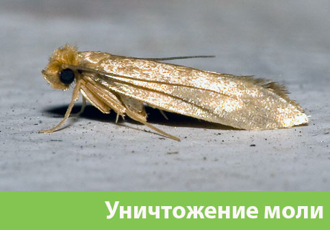 Уничтожение моли в городе Воскресенск 
