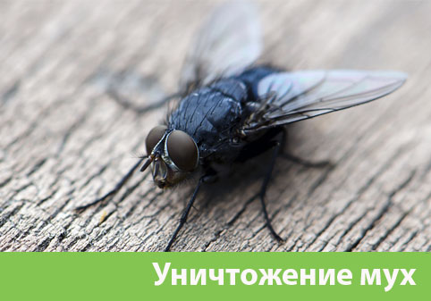 Уничтожение мух в городе Воскресенск