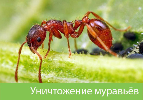 Уничтожение муравьёв в городе Воскресенск