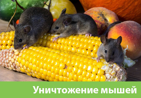 Уничтожение мышей в Воскресенске