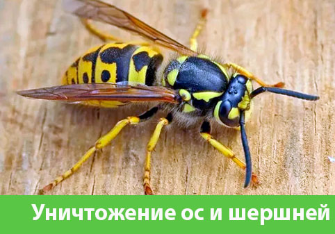 Уничтожение ос и шершней в городе Воскресенск