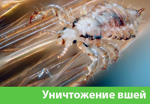 Уничтожение вшей в городе Воскресенск